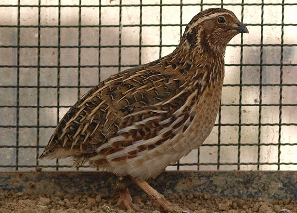 ternak burung puyuh