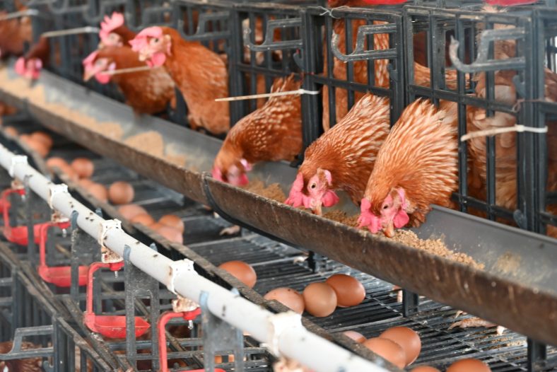ternak ayam petelur