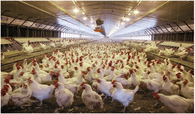 Tips Usaha Ayam Potong